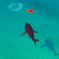 Idle Shark RPG Universe