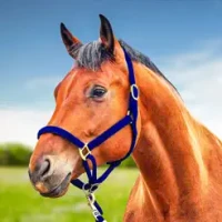 Horse Simulator Cowboy Game