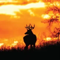 Shoot &amp; Release: Camera Hunter