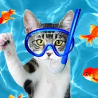 Cat Games for Cats &amp; Pets